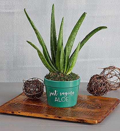 &#34;Just Saying Aloe&#34; Plant Gift